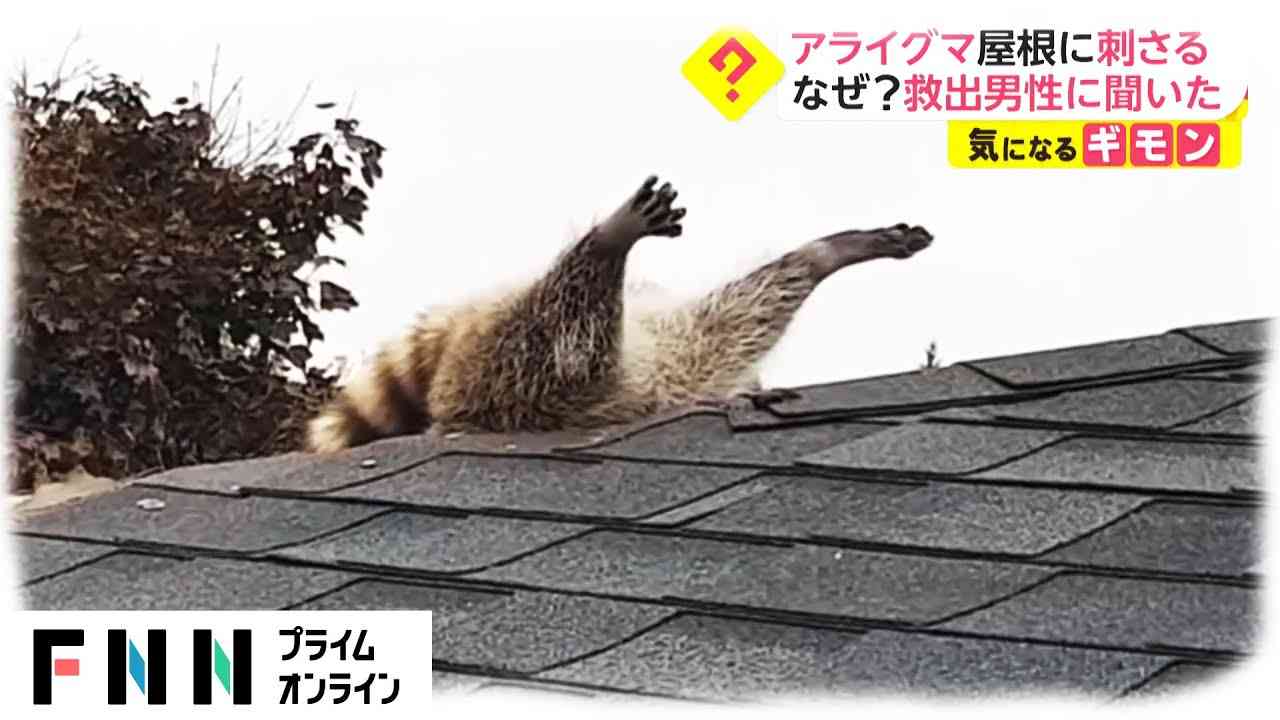 アライグマ 屋根に刺さる　なぜ? 救出男性に聞いた - YouTube
