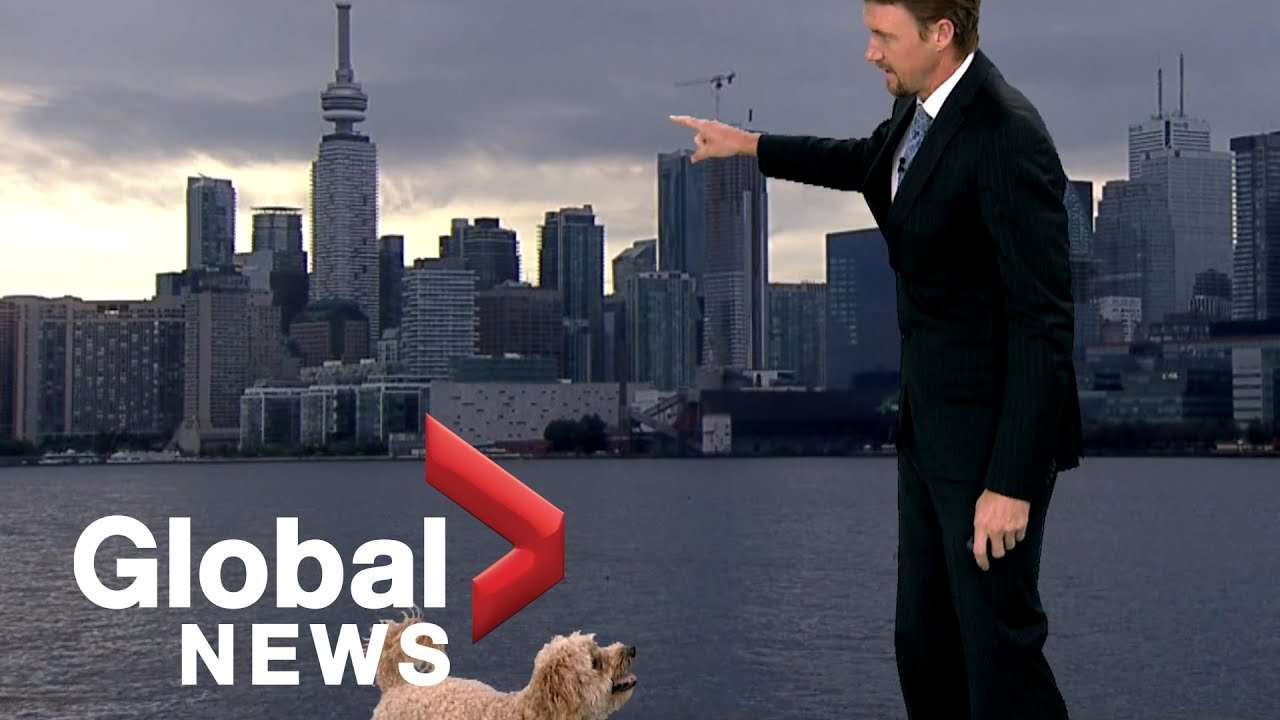 Weather reporter's hungry dog interrupts live TV report looking for treats - YouTube