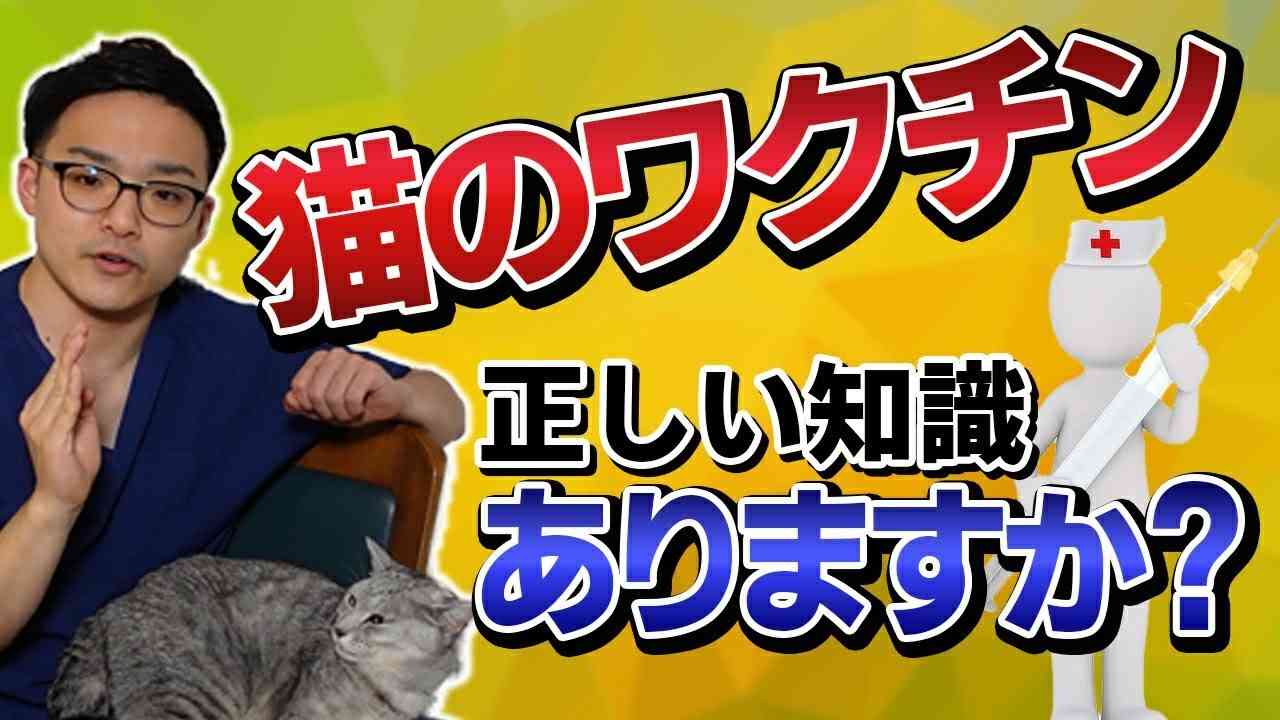 【猫のワクチン】まだ毎年打ってるの？？獣医さんが最新版を紹介 - YouTube