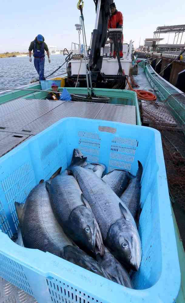 死んだサケ　また750匹　豊頃・大津漁港　原因調査へ（北海道新聞） - Yahoo!ニュース