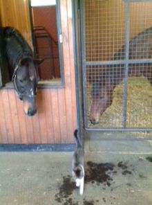 好きな競走馬は？ Part2