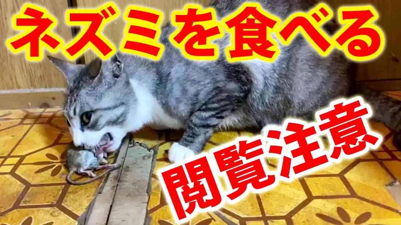 【閲覧注意】野生のネズミを食べる猫！骨の音がエグい…最後は丸呑み - YouTube