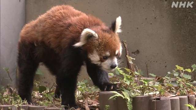 レッサーパンダ「風太」歯の治療終わり元気な姿 千葉市動物公園 | NHK