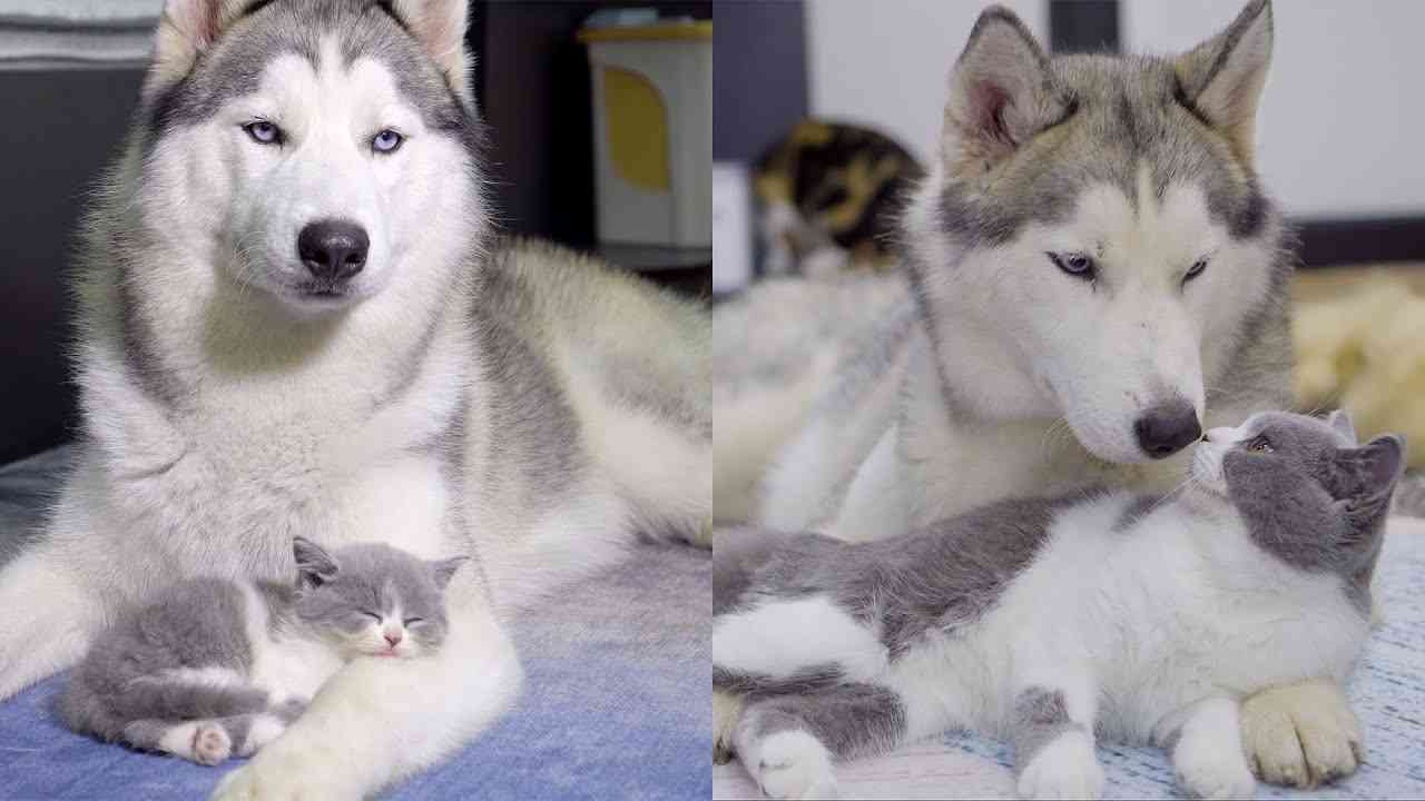 ハスキーとゴールデンレトリバーに育てられた子猫の６ヶ月の成長記録 - YouTube