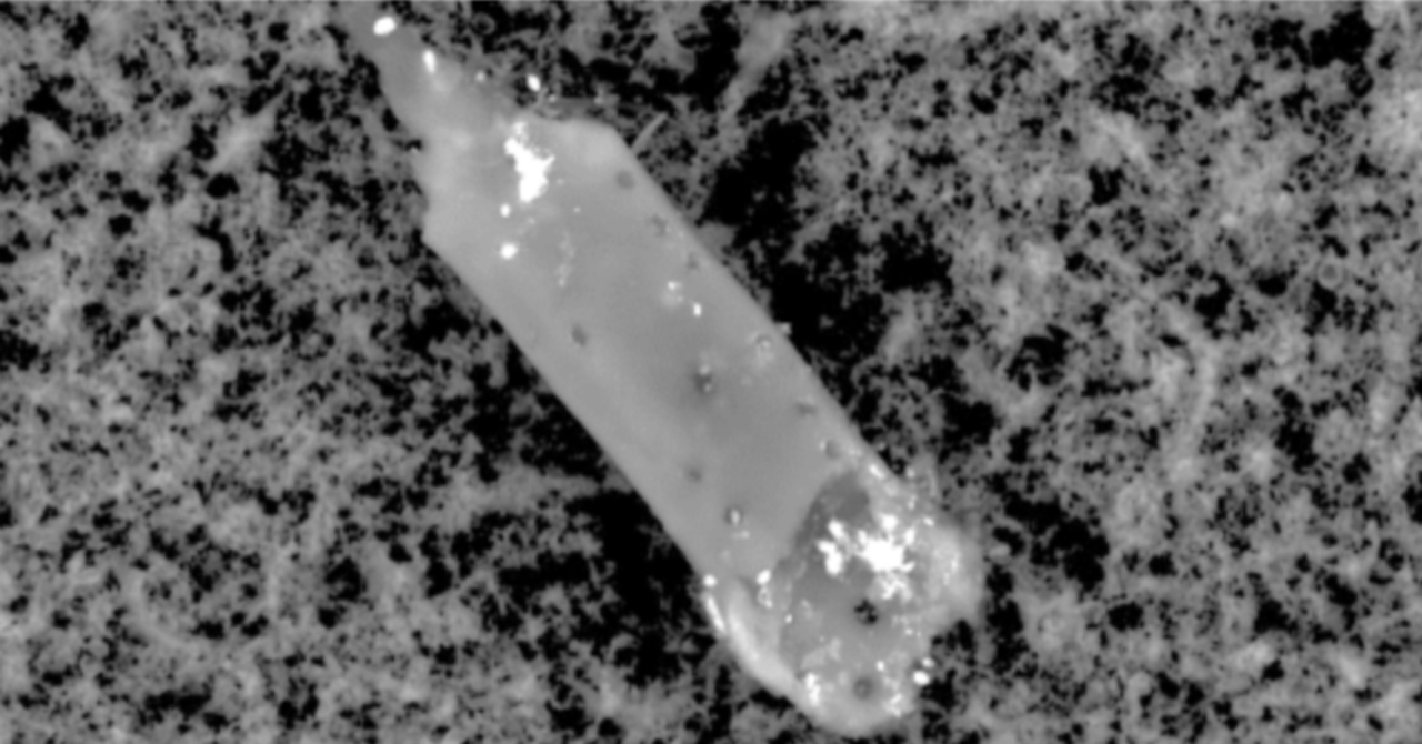 【?重要/永久保存版】COVID（コロナウイルス）ワクチン4種に含まれるグラフェン、アルミニウム、セレン化カドミウム、ステンレス鋼、LNP-GOキャプシド、寄生虫、その他の毒素の存在を科学者チームが確認｜? Dragon God ????｜note