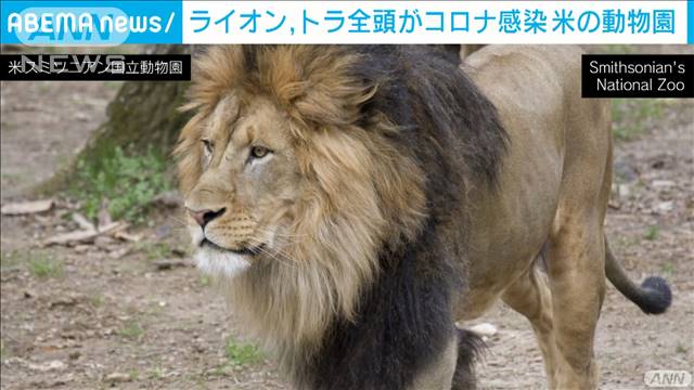 米の動物園で園内全てのライオン、トラがコロナ感染