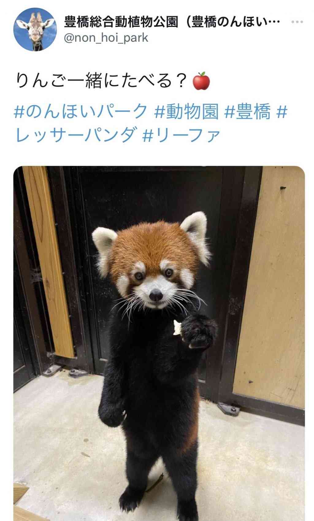 レッサーパンダの立ち姿がネットで反響「背中を確認させて下さい。ファスナーがあるはず」「きぐるみ？」　