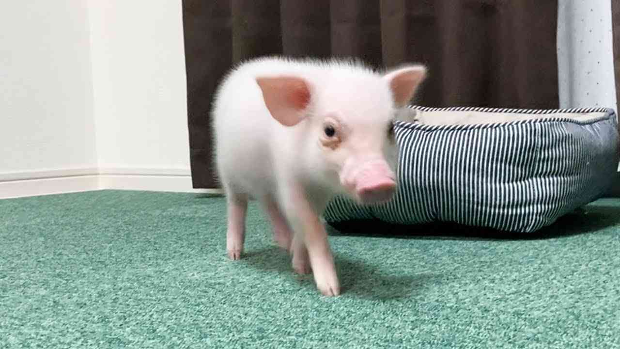 【閲覧注意】ついに最終日迎えた「100日後に食われるブタ」ラストの意外な展開が波紋呼ぶ