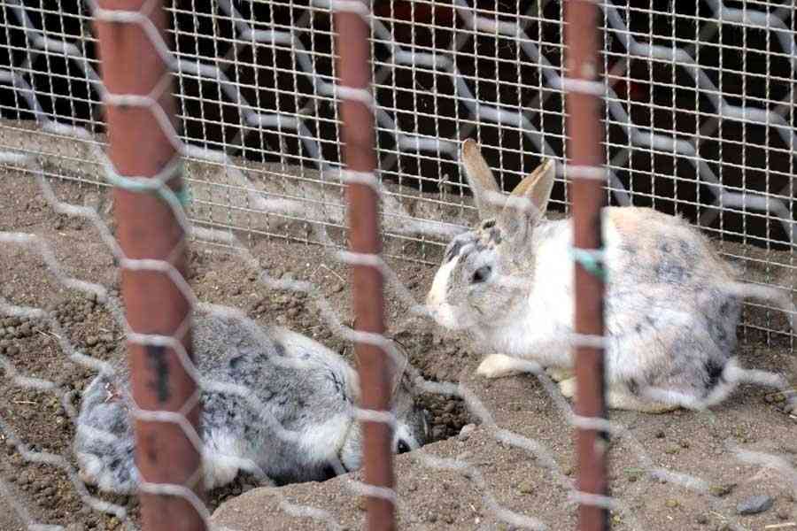 昭和の小学校に必ずあった「飼育小屋」が知らぬ間に姿を消したワケ | アーバン ライフ メトロ - URBAN LIFE METRO - ULM