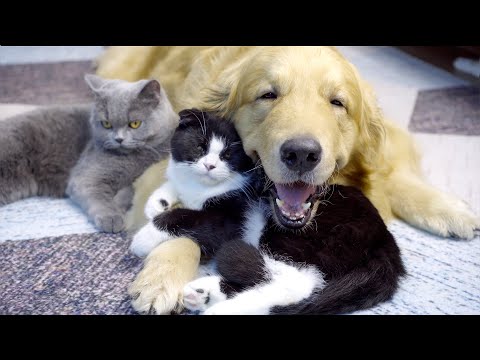 久しぶりに子猫に会えて、凄く嬉しそうなゴールデンレトリバー・猫の甘え方が半端ない笑 - YouTube