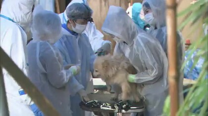 「災害級の動物虐待」　劣悪な環境で犬1000匹飼育...麻酔なしで「帝王切開」か　業者廃業へ　県外へ移送