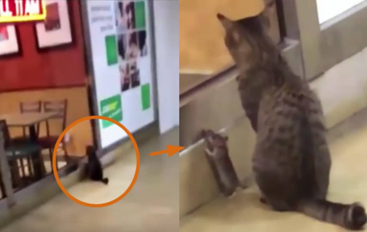 本能を忘れてそうな動物たちが集結するトピ