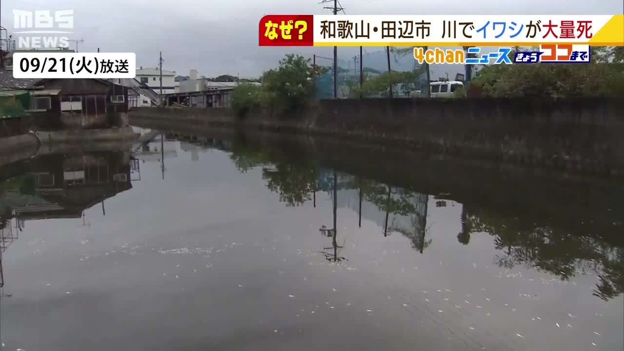 なぜ！？『イワシ１万匹』が川で大量死…他の淡水魚は生存　水温＆酸素量は問題なし - MBSニュース | Yahoo! JAPAN