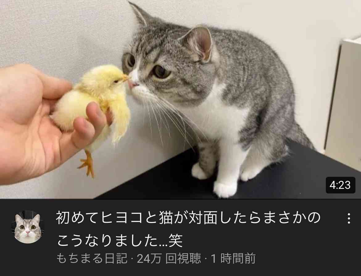 ギネス認定の猫ユーチューバーの動画に批判相次ぐ「信じられない」「命で遊ぶなんて」謝罪後も苦言