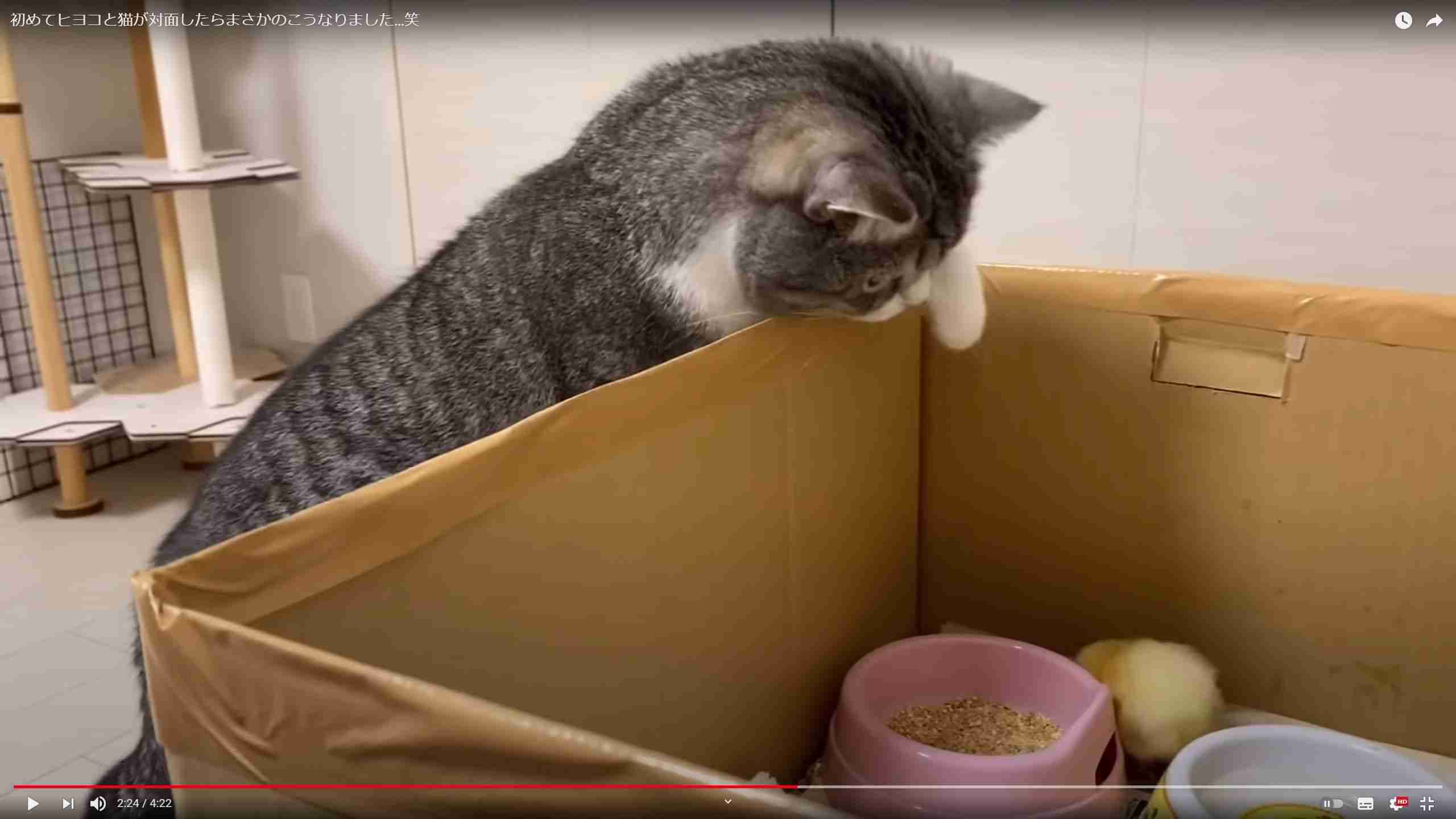 ギネス認定の猫ユーチューバーの動画に批判相次ぐ「信じられない」「命で遊ぶなんて」謝罪後も苦言