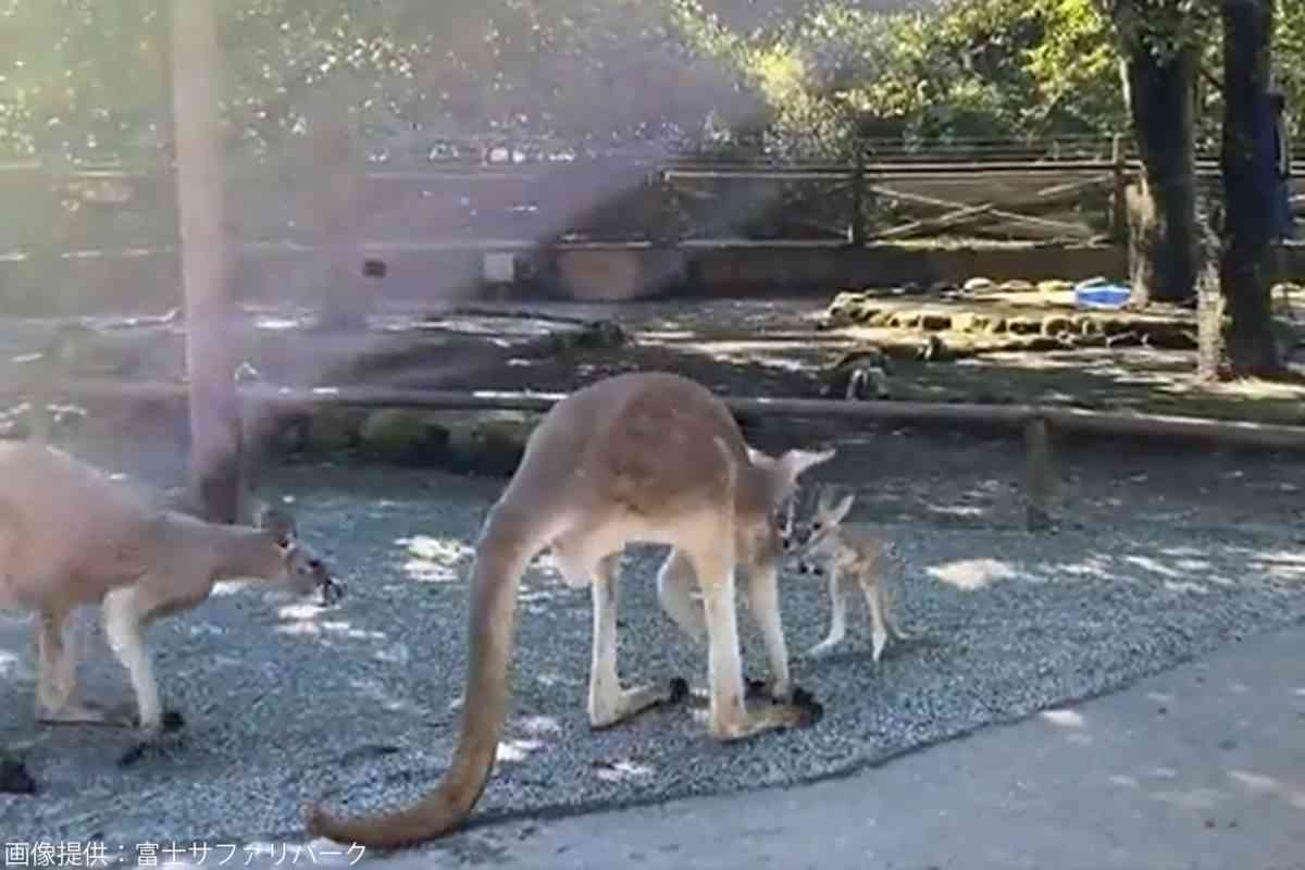 ママの袋から落ちた赤ちゃんカンガルーに…