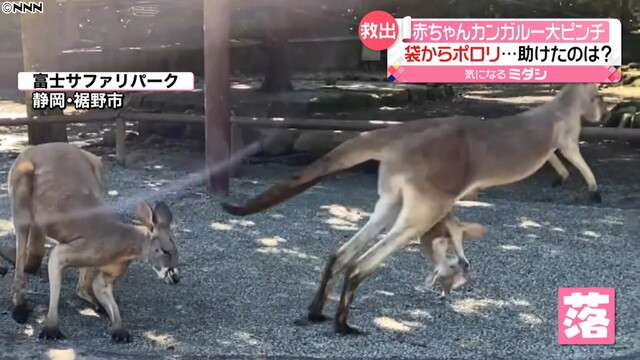 ママの袋から落ちた赤ちゃんカンガルーに…（日本テレビ系（NNN）） - Yahoo!ニュース