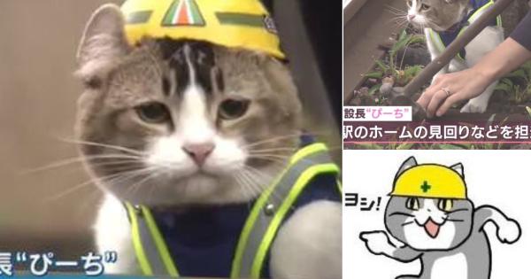 現場猫を愛でるトピ