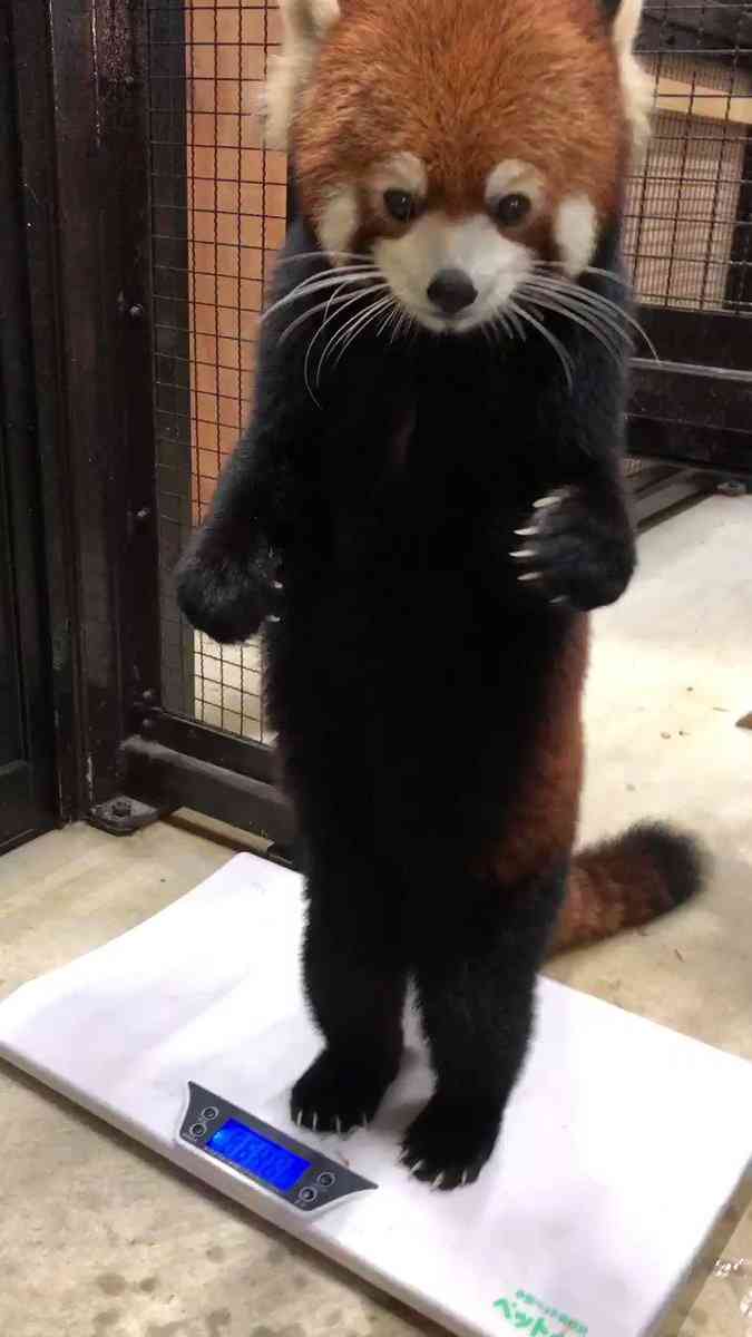 レッサーパンダの立ち姿がネットで反響「背中を確認させて下さい。ファスナーがあるはず」「きぐるみ？」　