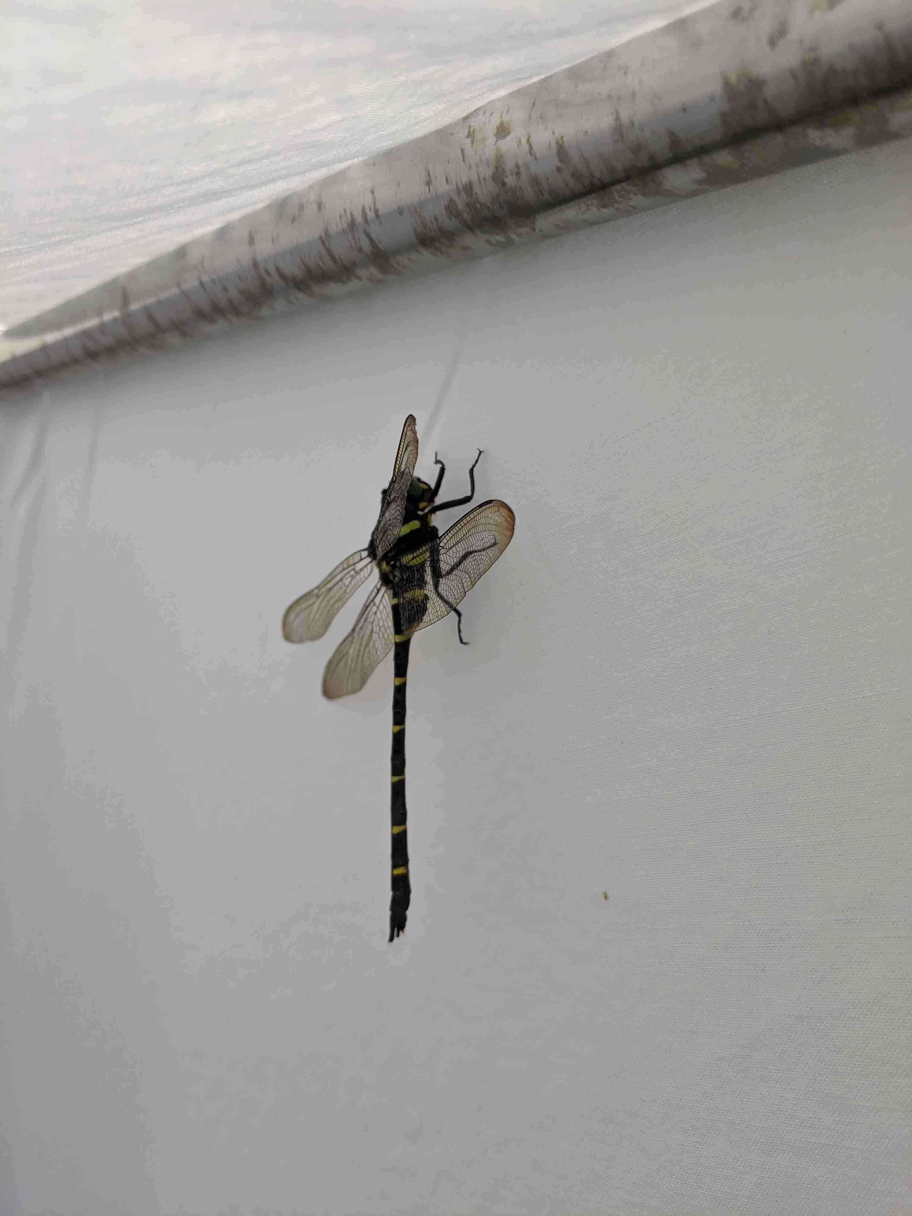 洗濯物にくっついてきたことがある虫 ガールズちゃんねる Girls Channel