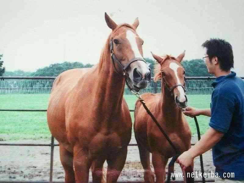 好きな競走馬は？ Part2