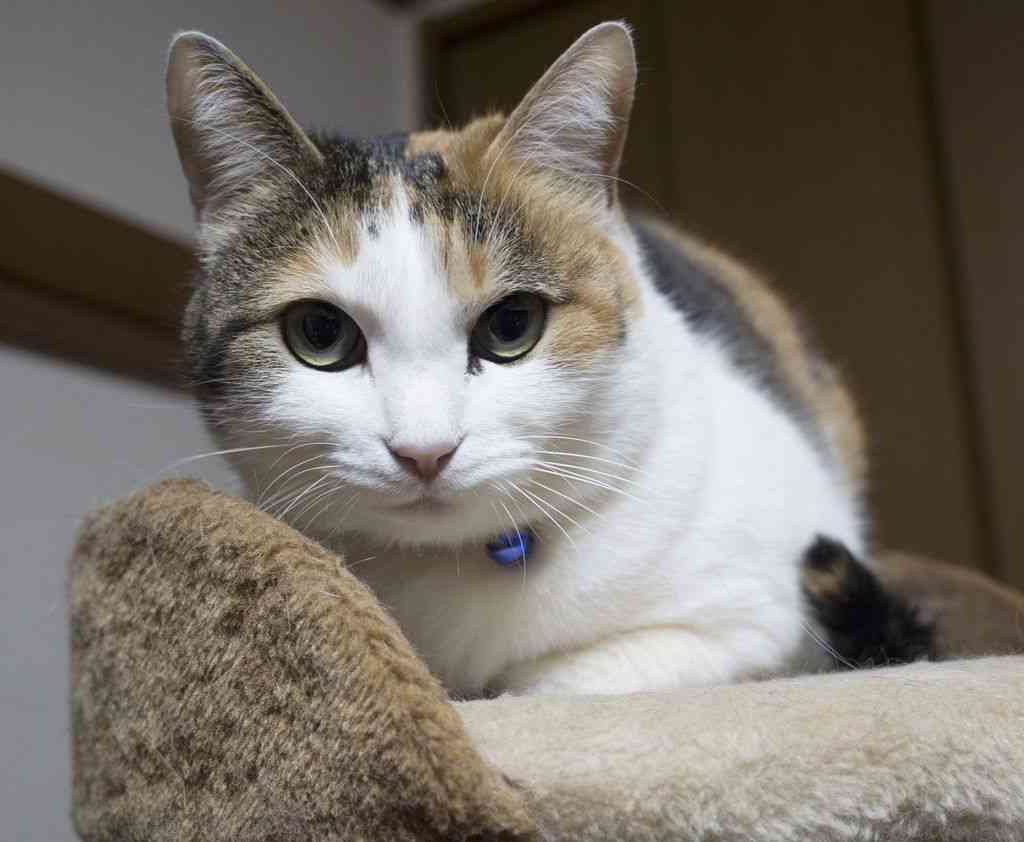 ペットの犬猫、登録に３００円　マイクロチップ装着義務化で―環境省：時事ドットコム