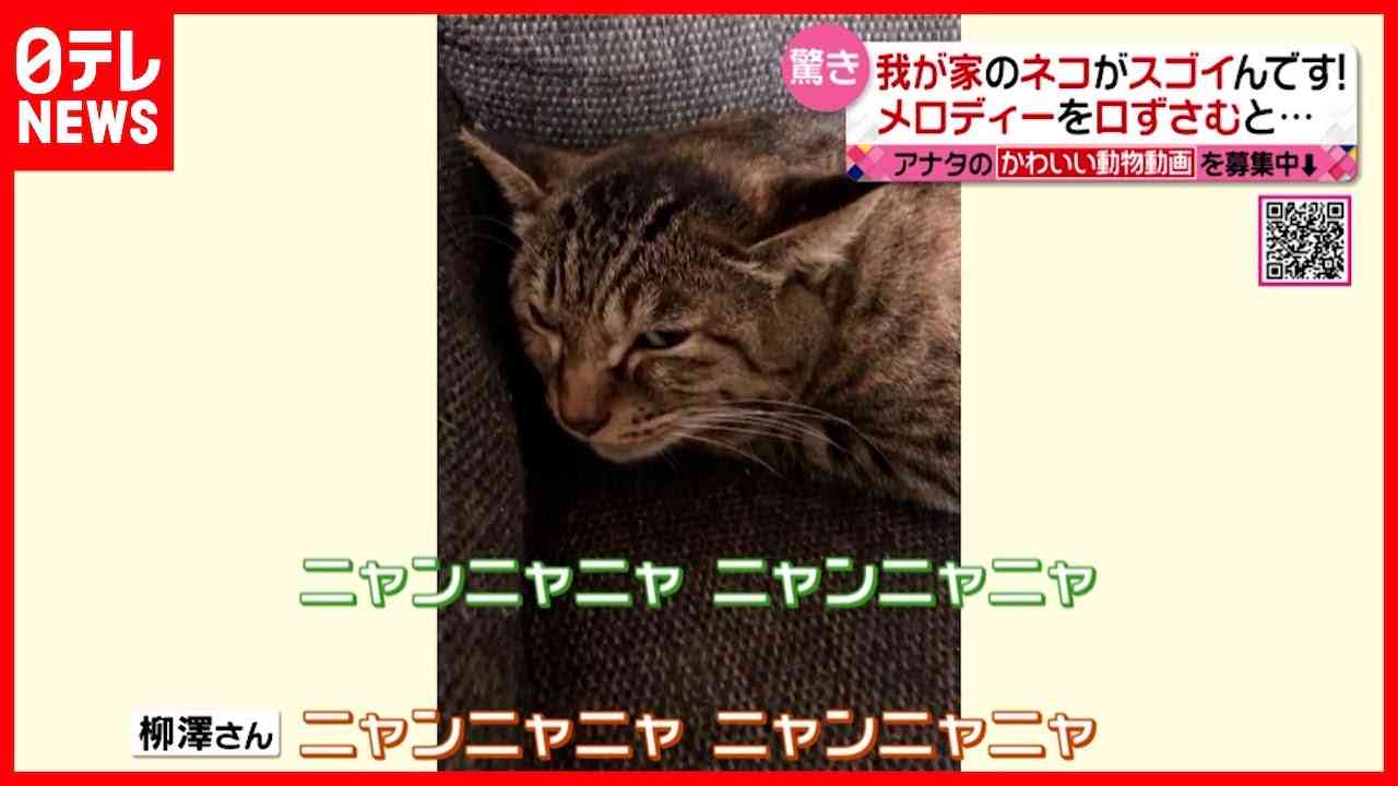 【保護猫】衝撃！メロディー口ずさむネコ　一体なぜ？ - YouTube
