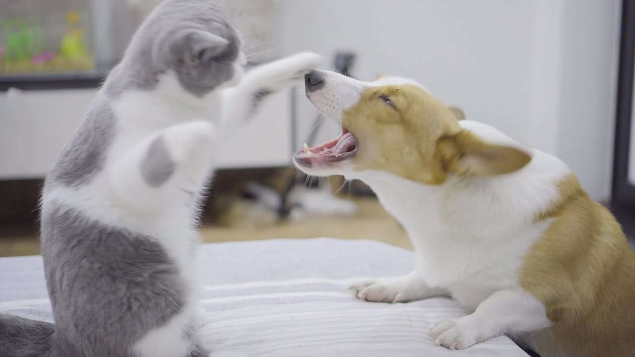 子猫とコーギー犬の戦いが面白すぎた・子猫のパンチが早すぎた！！！ - YouTube