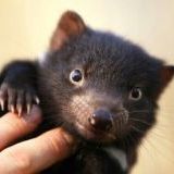 【9/6】色んな黒いものの画像が見たい【クロ】