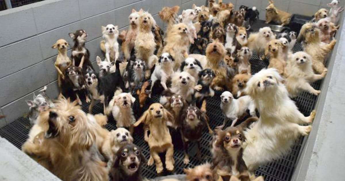 犬猫飼育、悪質業者排除へ　6月から管理方法規制: 日本経済新聞