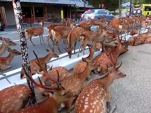 2014 Summer Horde of deer occupying the road at Nara / 2014年夏バージョン！奈良公園の鹿、道路を占領して夕涼み - YouTube