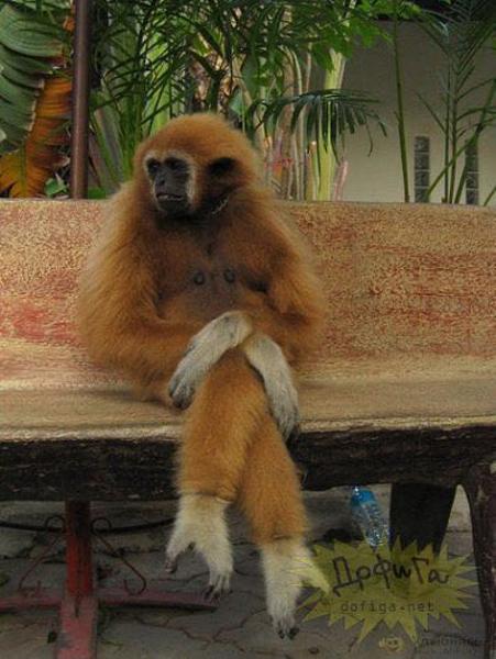 本能を忘れてそうな動物たちが集結するトピ