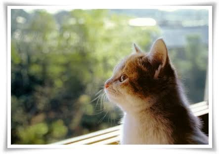 コロナで予定がなくなった代わりにお買い物