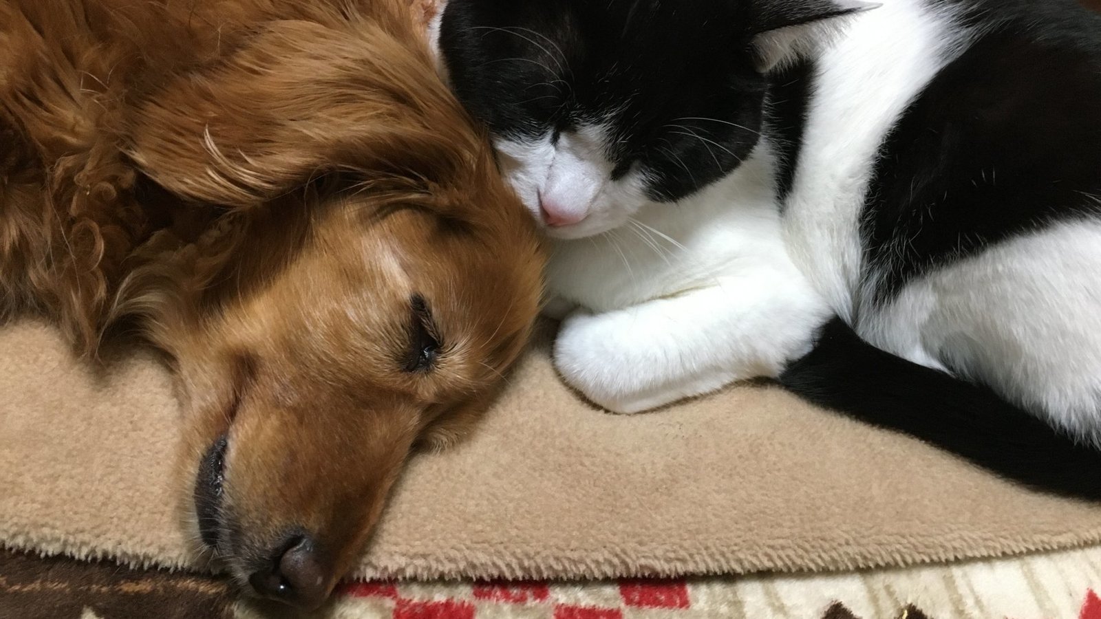 キャンペーン · 民法に「動物はモノではない」と明記し、動物福祉の向上のため動物福祉課の設置を！ · Change.org