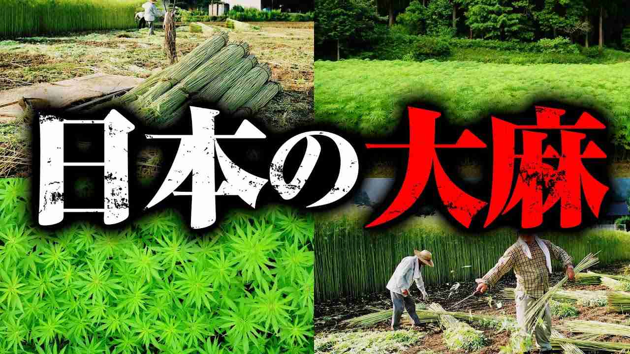 【大人の社会科見学】大麻博物館に行って日本の大麻のことを1から教えてもらった - YouTube