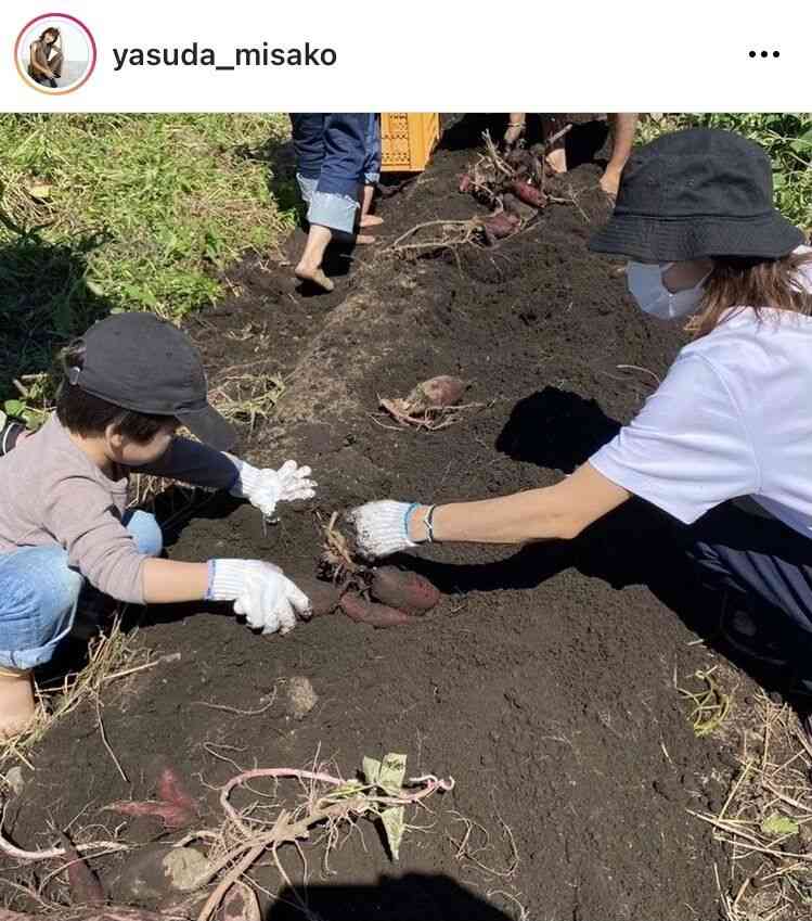 安田美沙子、はだしで長男&次男と芋掘り「子供たち輝いてる」「色々経験させてあげて素敵」