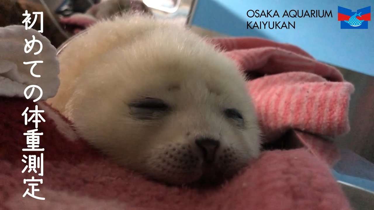 【海遊館】ワモンアザラシの赤ちゃんと初めての体重測定（2021.4.1） - YouTube