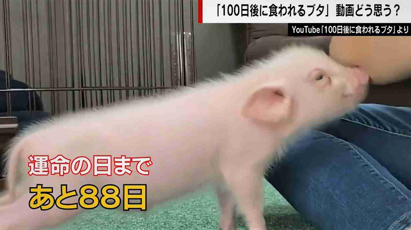 「100日後に食われるブタ」YouTube動画が波紋 「再生数稼ぎ」疑問の声に飼い主は？（ABEMA TIMES） - Yahoo!ニュース