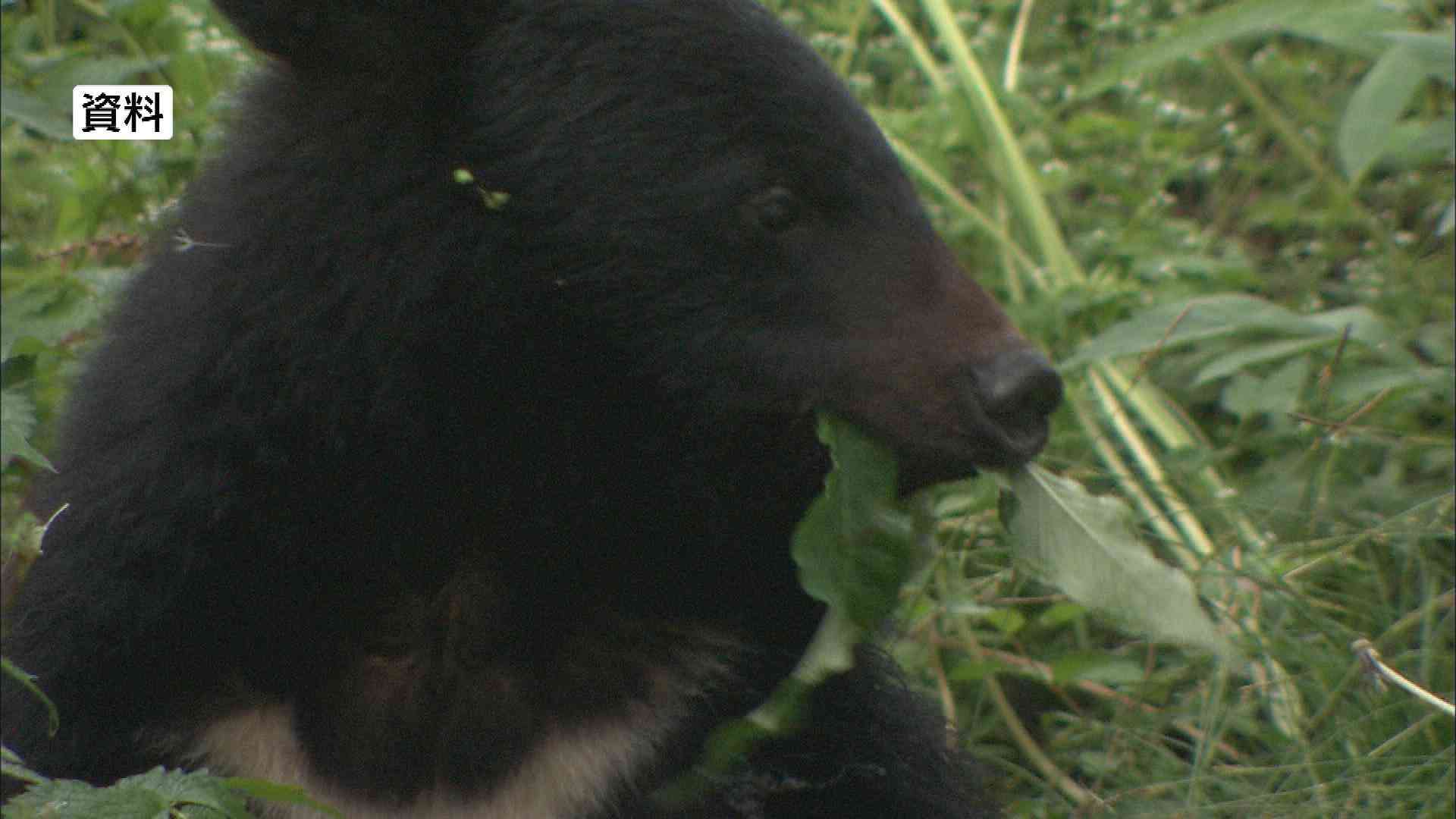 クマ1頭が逃げたと思ったら…もう1頭が出没　登山客の男性が襲われけが（NBS長野放送） - Yahoo!ニュース