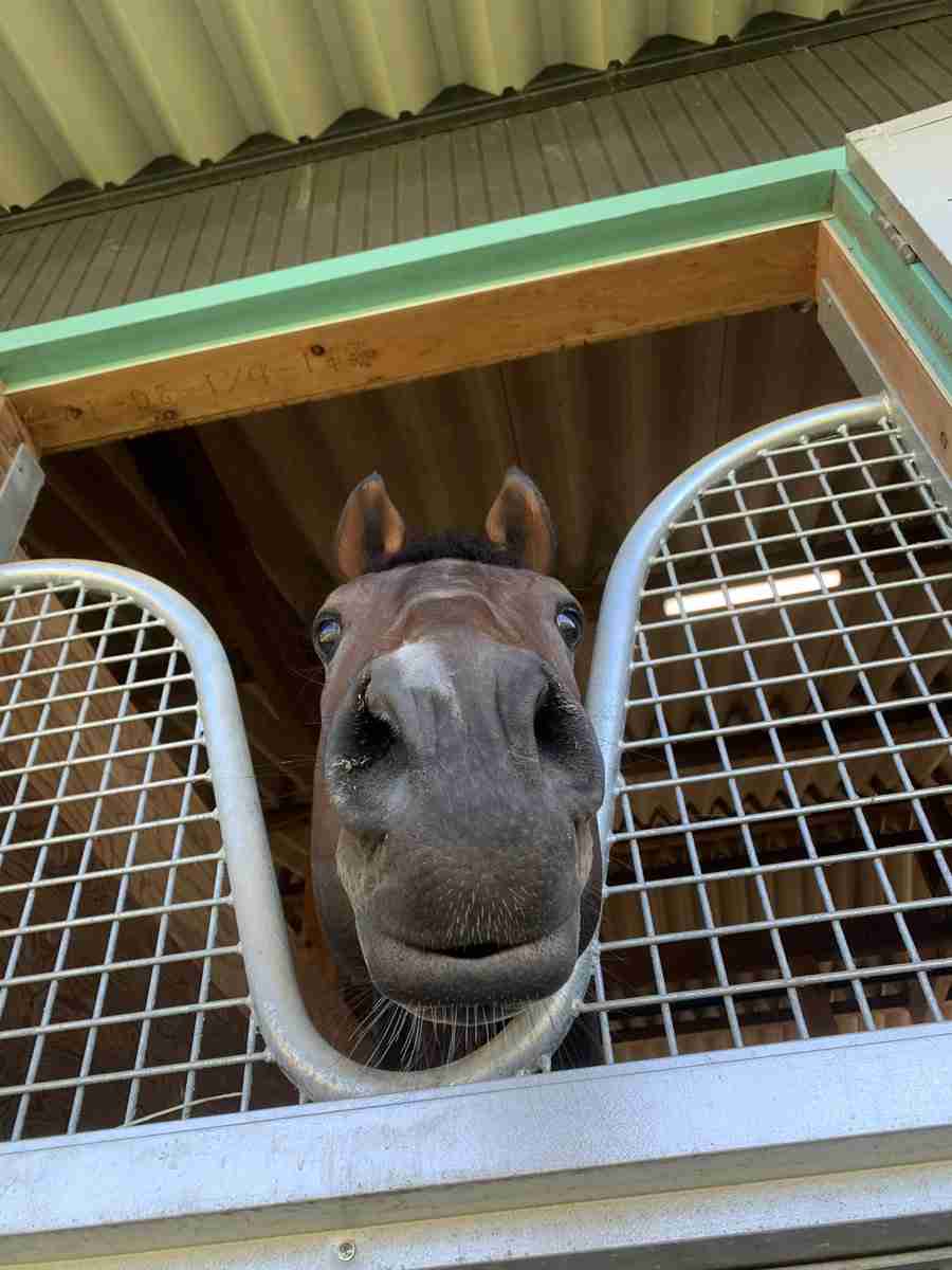 好きな競走馬は？ Part2