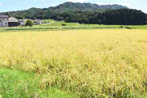茶わん1杯のご飯が10円ほどに　コロナ禍でコメ価格が「暴落」　農家の使命感に頼るのも限界（中国新聞デジタル） - Yahoo!ニュース