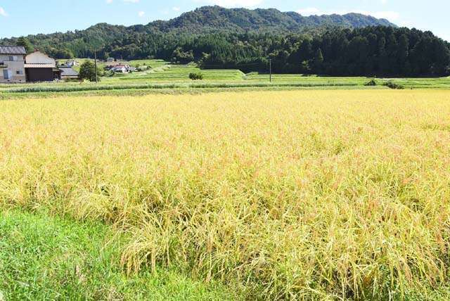 茶わん1杯のご飯が10円ほどに　コロナ禍でコメ価格が「暴落」　農家の使命感に頼るのも限界