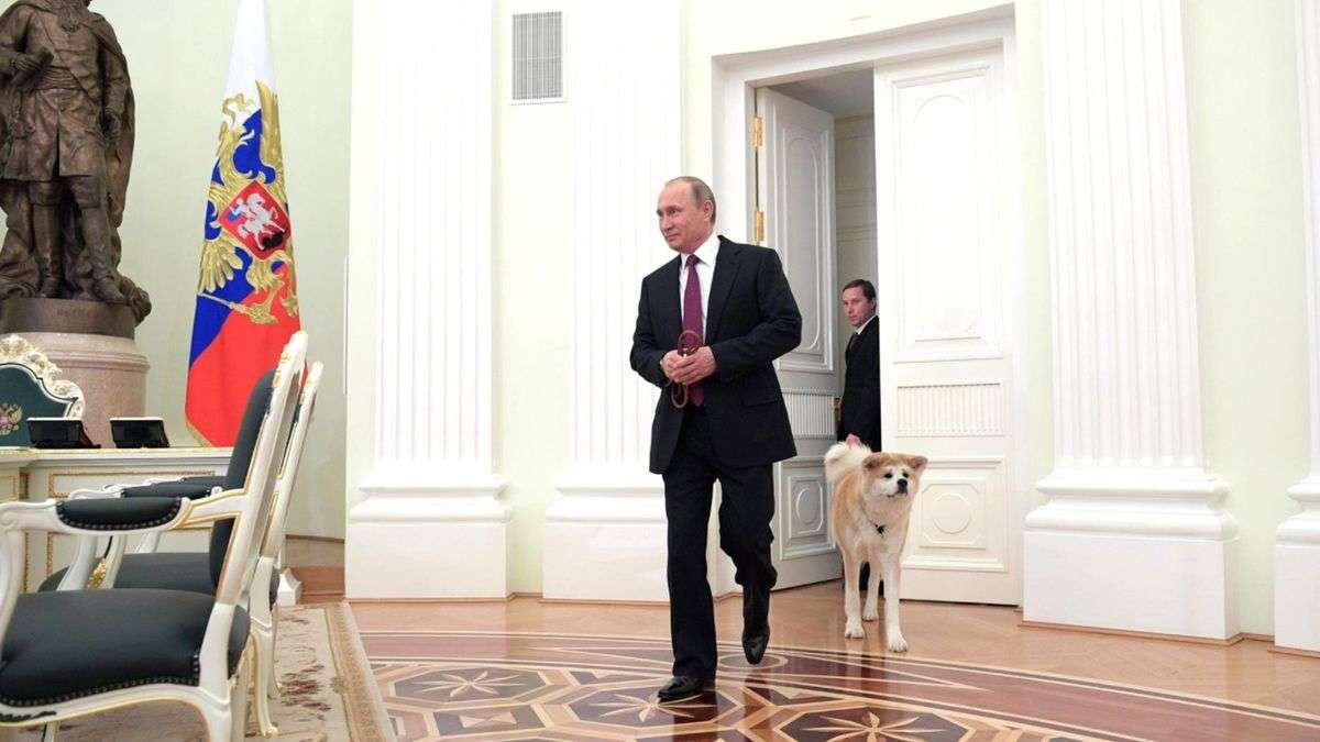 ｢きっかけはプーチン大統領｣ペット大国ロシアで秋田犬の飼い主がどんどん増えている 愛犬家の心を掴むある