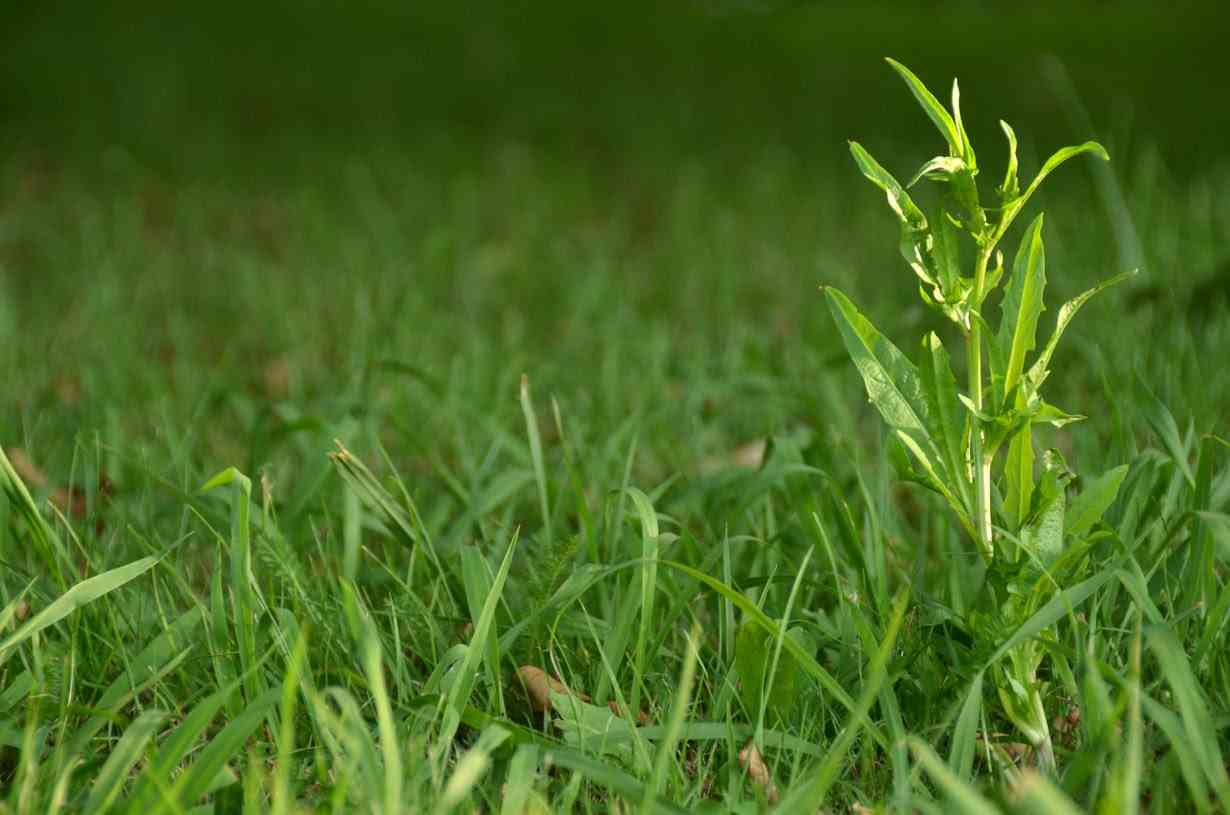 おすすめ除草剤