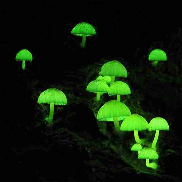 色々なきのこの画像が見たい