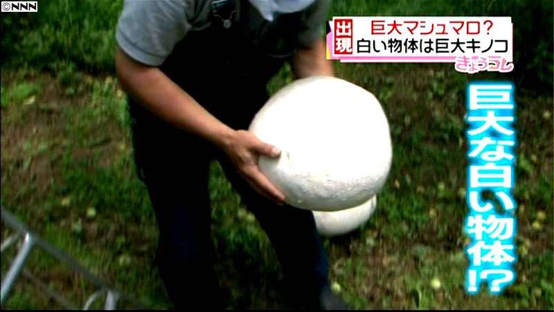 色々なきのこの画像が見たい