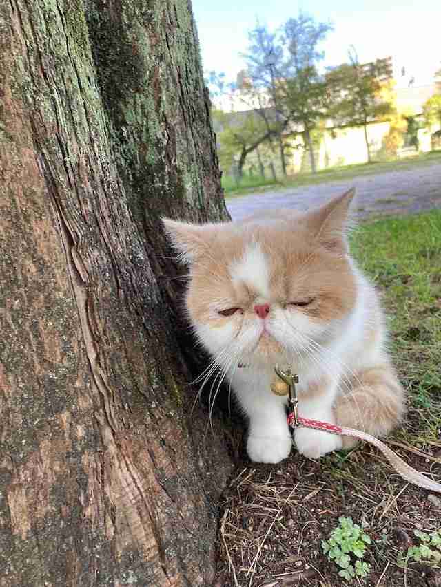「犬に吠えられた…」シワシワ顔でしょんぼりする猫ちゃんに励ましの声が殺到「可愛いから吠えられたのさ」（まいどなニュース） - Yahoo!ニュース
