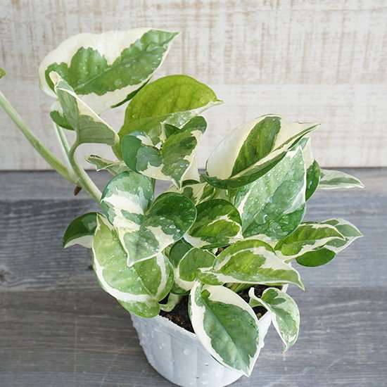 日当たりが悪い部屋でも育てられる植物