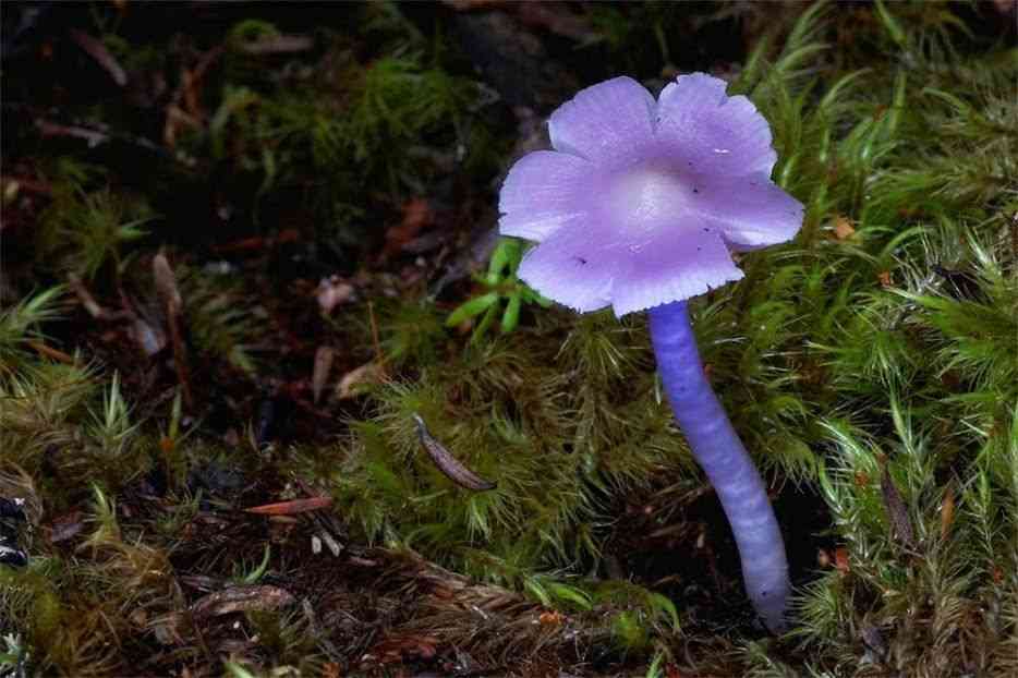 色々なきのこの画像が見たい