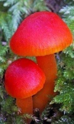 色々なきのこの画像が見たい